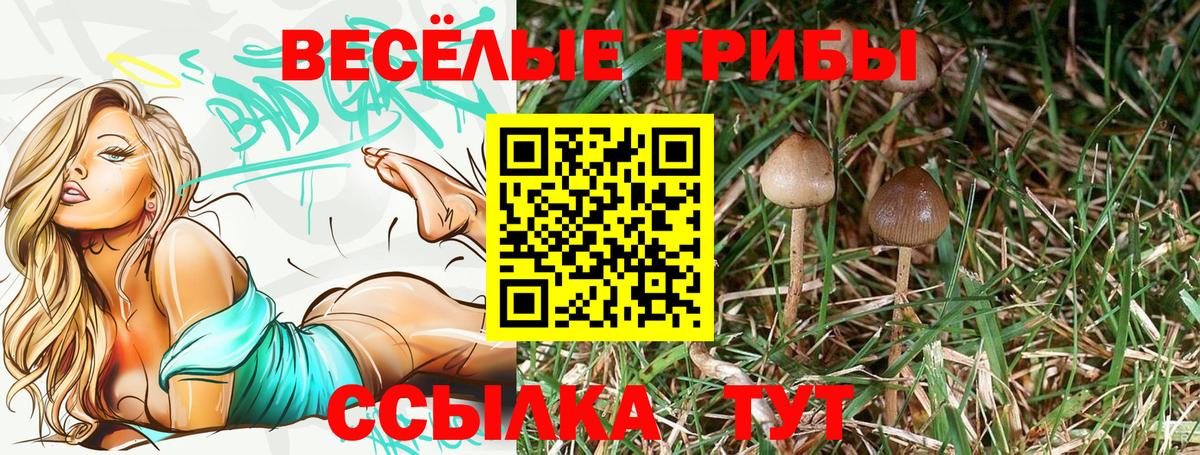 Тимашёвск  Галлюциногенные грибы Cubensis  Псилоцибиновые грибы Cubensis  Вход с VPN 